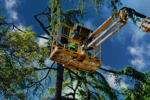 Professional Tree Removal in Elwood, UT