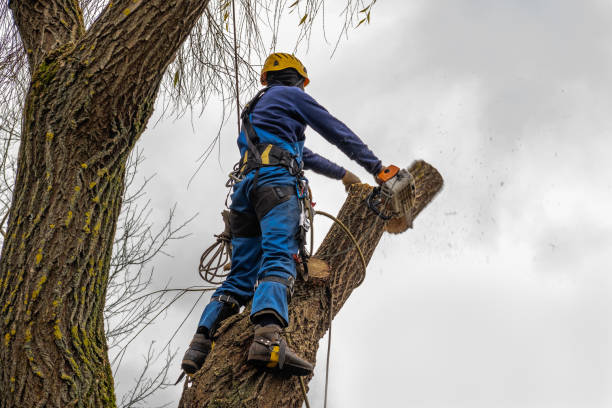 Best Emergency Tree Removal  in Elwood, UT