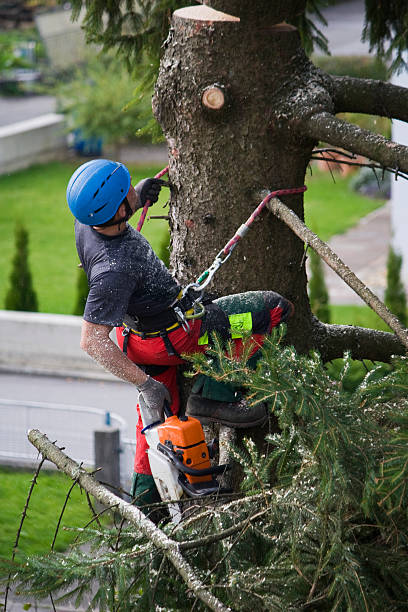 Best Seasonal Cleanup (Spring/Fall)  in Elwood, UT