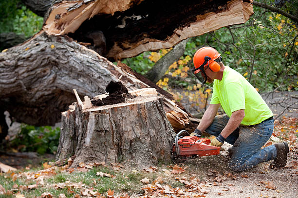 How Our Tree Care Process Works  in  Elwood, UT