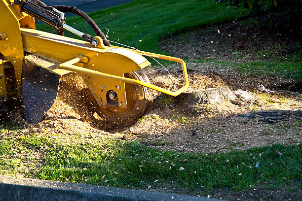 Best Tree Mulching  in Elwood, UT