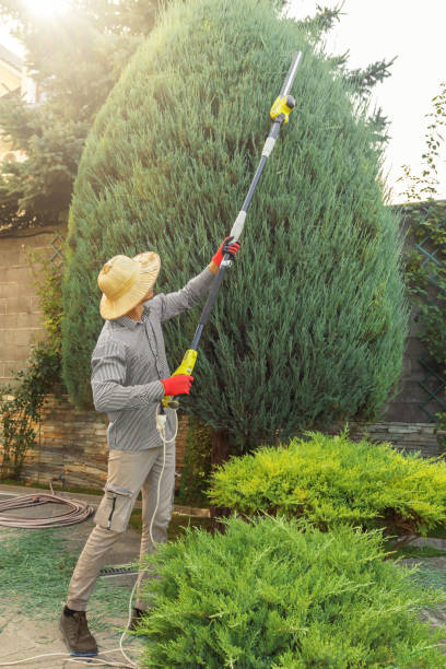 Best Tree Health Inspection  in Elwood, UT