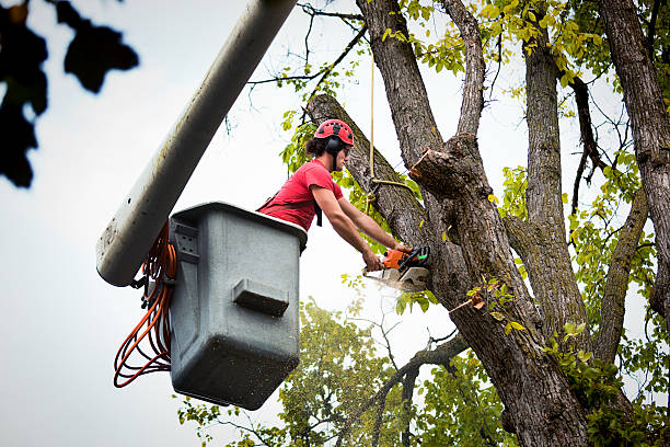 How Our Tree Care Process Works  in  Elwood, UT