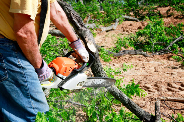 Best Tree Trimming and Pruning  in Elwood, UT